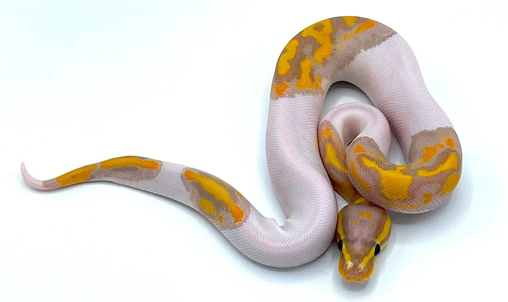 Banana Ball Python