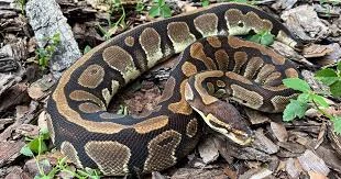 How Big Does a Ball Python Get?