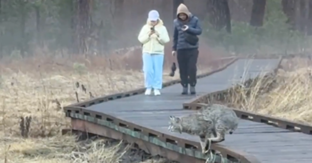 Yosemite Tourists Unaware of Bobcat: What You Need to Know